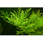 Акваріумні рослини