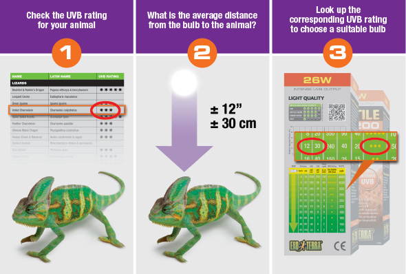 Вибір лампи для тераріумної тварини