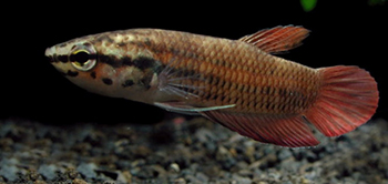 Суматранский петушок