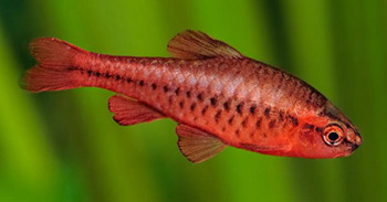 Барбус вишневый