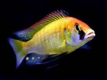 Хаплохромис Бертона