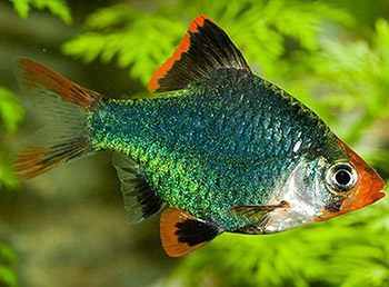 Барбус зеленый