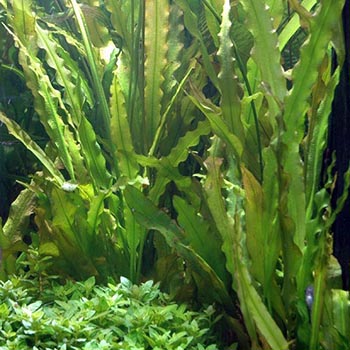 Апоногетон волнистый