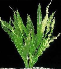 Апоногетон курчавый