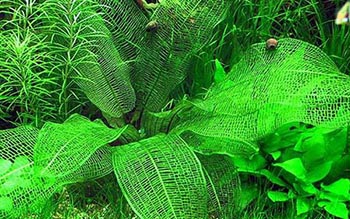 Апоногетон Мадагаскарський