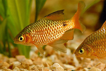 Барбус огненный