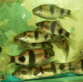 Барбус полосатый (Панда)