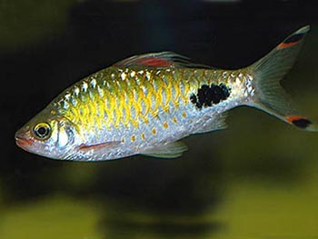 Барбус филоментозус