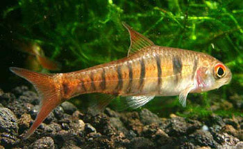 Барбус родезийский