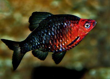 Барбус черный