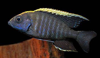 Аулонокара Майланда