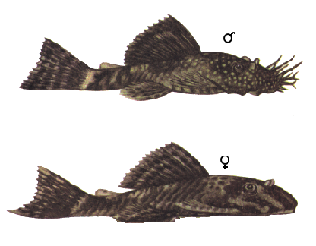 Анциструс долгоперый