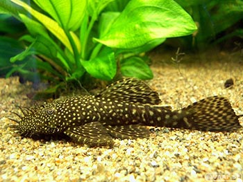 Анциструс пятнистый