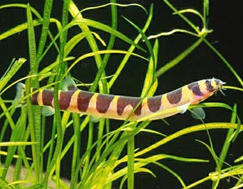 Акантофтальмус Кюли