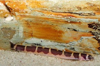 Акантофтальмус полуопоясанный