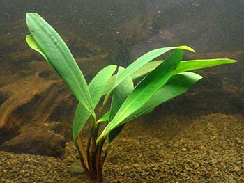 Анубіас Афцелі