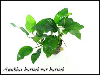Анубіас Бартері