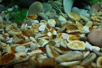 Бурые водоросли