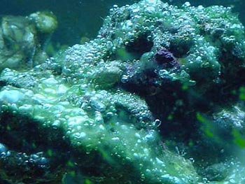 Цианобактерии