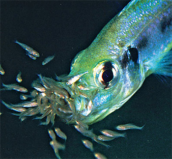 Цихлиды вынашивают мальков во рту