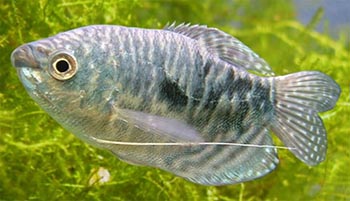 Gurami