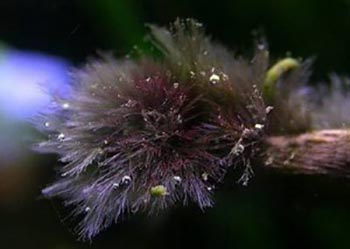 Пучковатые водорослевые обрастания