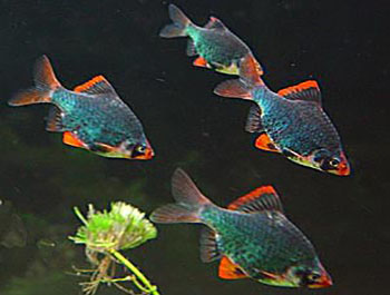 Сон барбуса Как спят барбусы