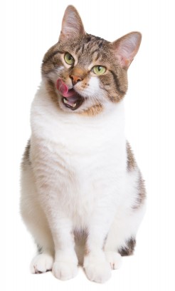 Как кормить кота? Особенности кормления кошек