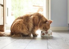 Какие минералы нужны вашему коту?