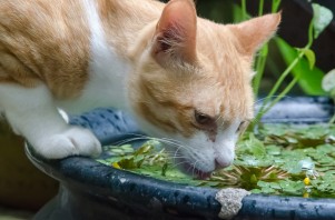 Как правильно кормить кота? Питание вашей кошки