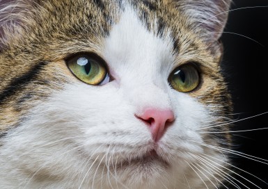 Уши, зубы, ротовая полость у кота