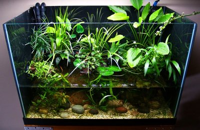 зовнішній вигляд акваріума Акваріум