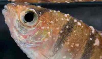 риба хвора на іхтіофтіріоз Хворобливий вигляд риби