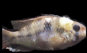 риба хвора на плавникову гниль Хворобливий вигляд риби