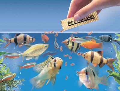 годування риб Чому акваріумні рибки не їдять корм