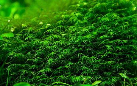 Кревит, мох