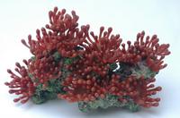 Vitality SH 301 - коралл для аквариума