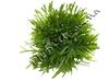 Растение Hagen Marina Willow Moss PP-200, 5 см image 1