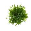 Растение Hagen Marina Willow Moss PP-200, 5 см image 2