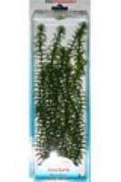 Растение Tetra - Hygrophila, 10 см