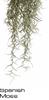 Hagen ExoTerra Spanish Moss Large PT-3092 image 1