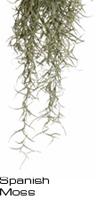 Hagen ExoTerra Spanish Moss Large PT-3092
