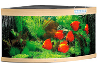 Аквариум Juwel Trigon 350 светлый дуб LED 350 литров