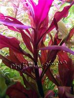 Альтернантера Рейнека (Alternanthera reineckii), SG12