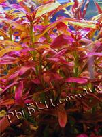 Амманія сулавеська (Ammania sp. Sulawesi), SG22