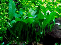 Анубиас Афцели (Anubias afzelii) размер L