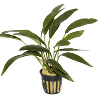 Анубіас Бартера вузьколистий (Anubias barteri var. angustifolia) розмір L