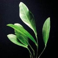 Анубіас ланцетолистий (Anubias lanceolata) розмір M