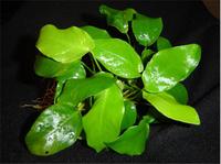 Анубиас нана или анубиас карликовый (Anubias nana или Anubias barteri var. nana) размер М