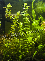 Бакопа каролінська (Bacopa caroliniana), SG25